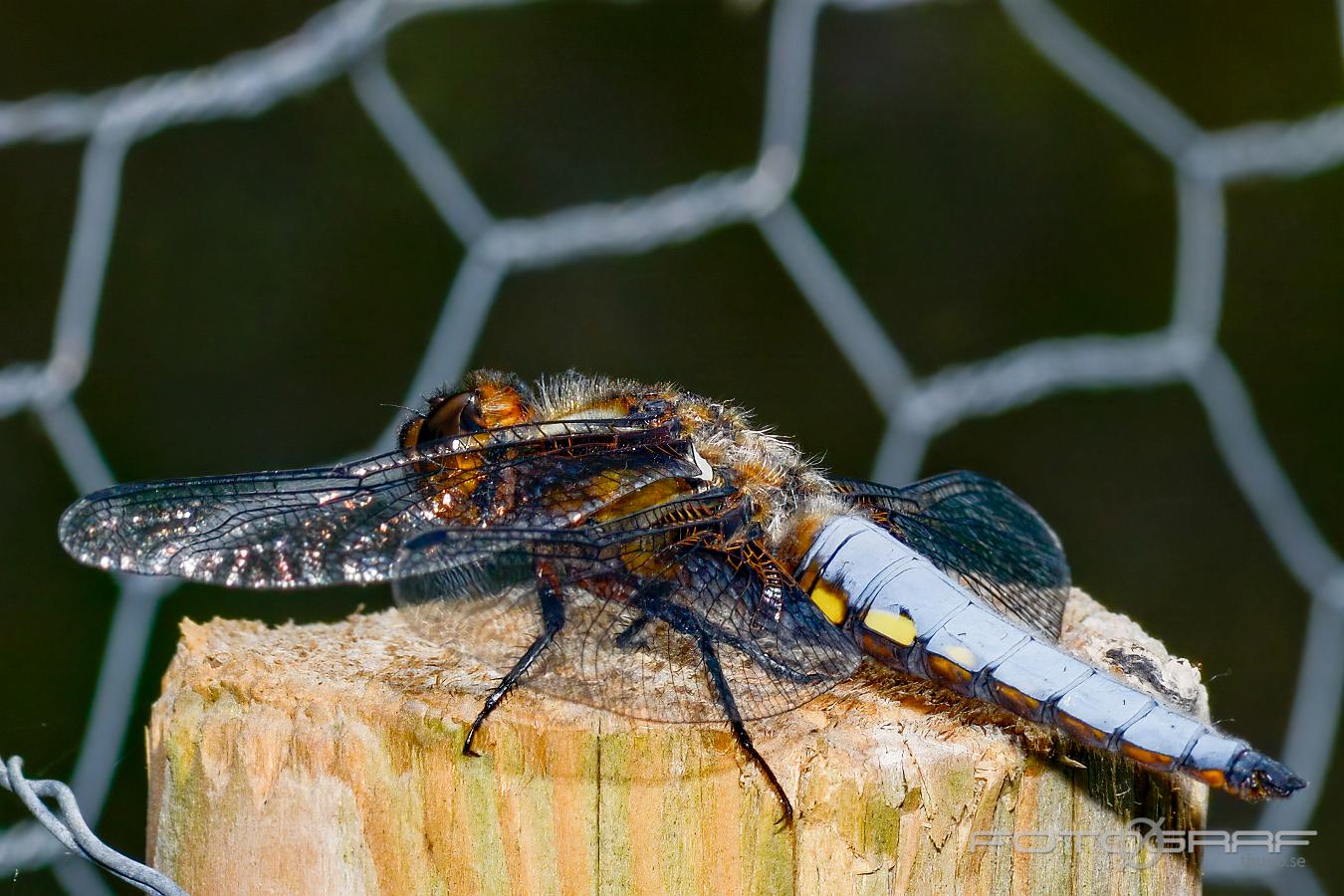 Broad-bodied Chaser (Bred Trollslända) Libellula depressa