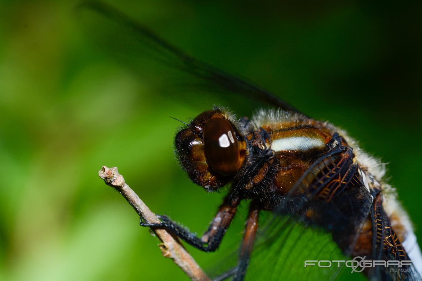 Broad-bodied Chaser (Bred Trollslända) Libellula depressa