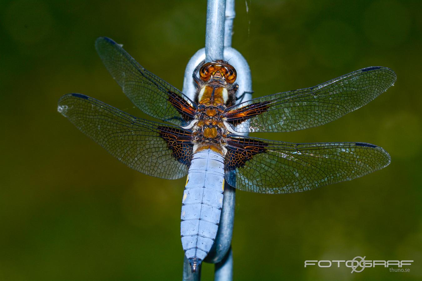 Broad-bodied Chaser (Bred Trollslända) Libellula depressa