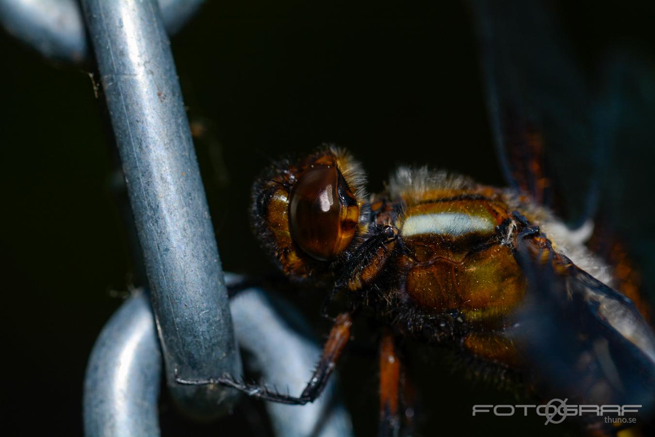 Broad-bodied Chaser (Bred Trollslända) Libellula depressa