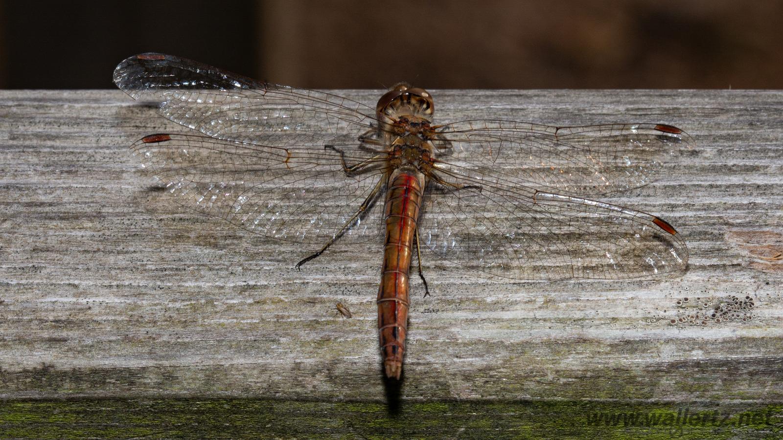 The vagrant darter (Tegelröd ängstrollslända) Sympetrum vulgatum