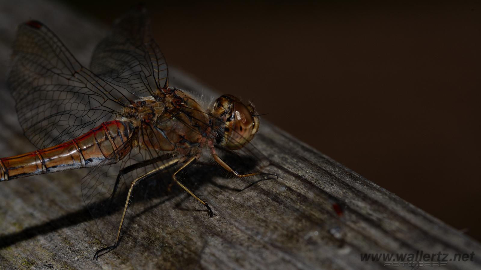 The vagrant darter (Tegelröd ängstrollslända) Sympetrum vulgatum