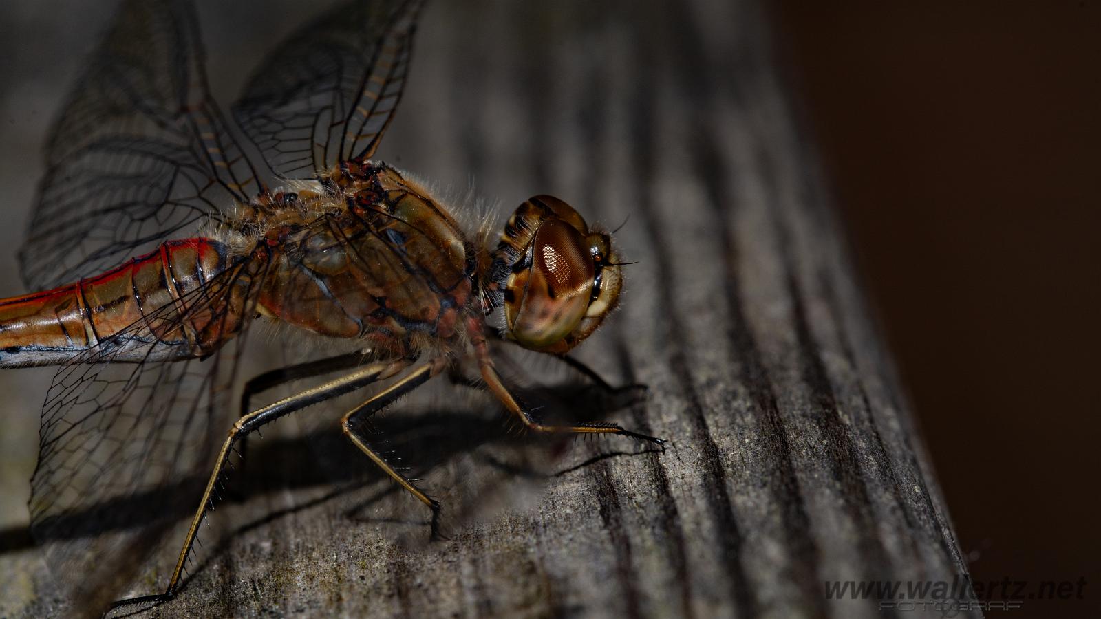 The vagrant darter (Tegelröd ängstrollslända) Sympetrum vulgatum