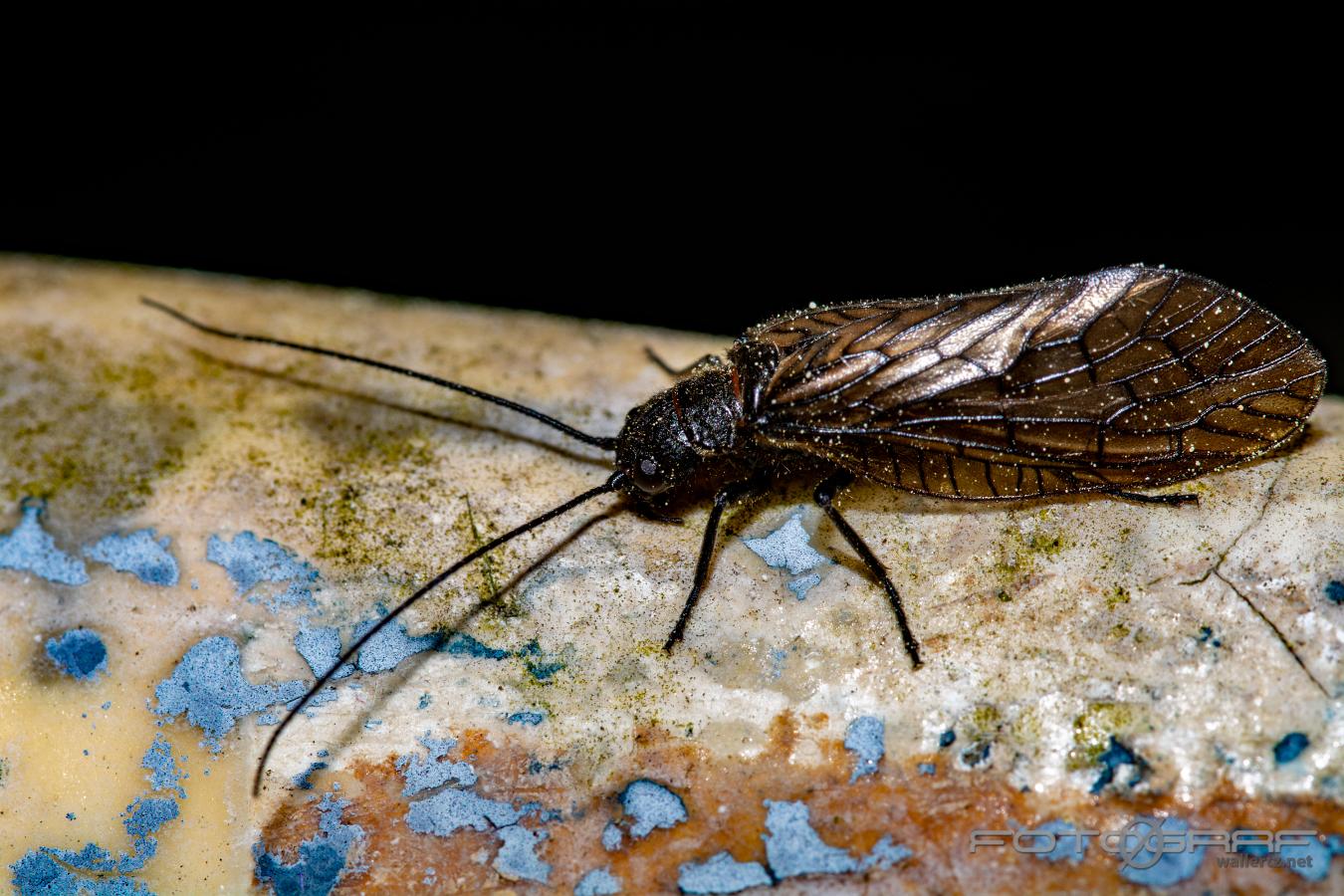 Alderfly (Vattrnnätvinge Sävslända) Sialidae