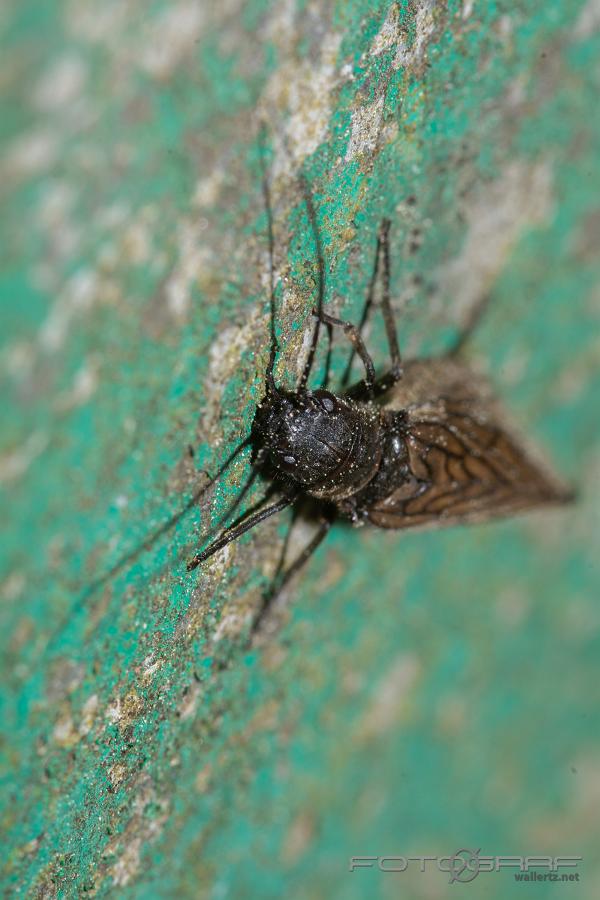 Alderfly (Vattrnnätvinge Sävslända) Sialidae