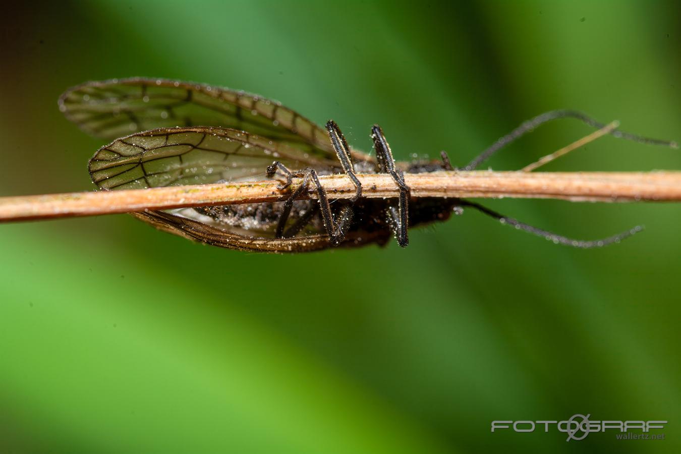 Alderfly (Vattrnnätvinge Sävslända) Sialidae