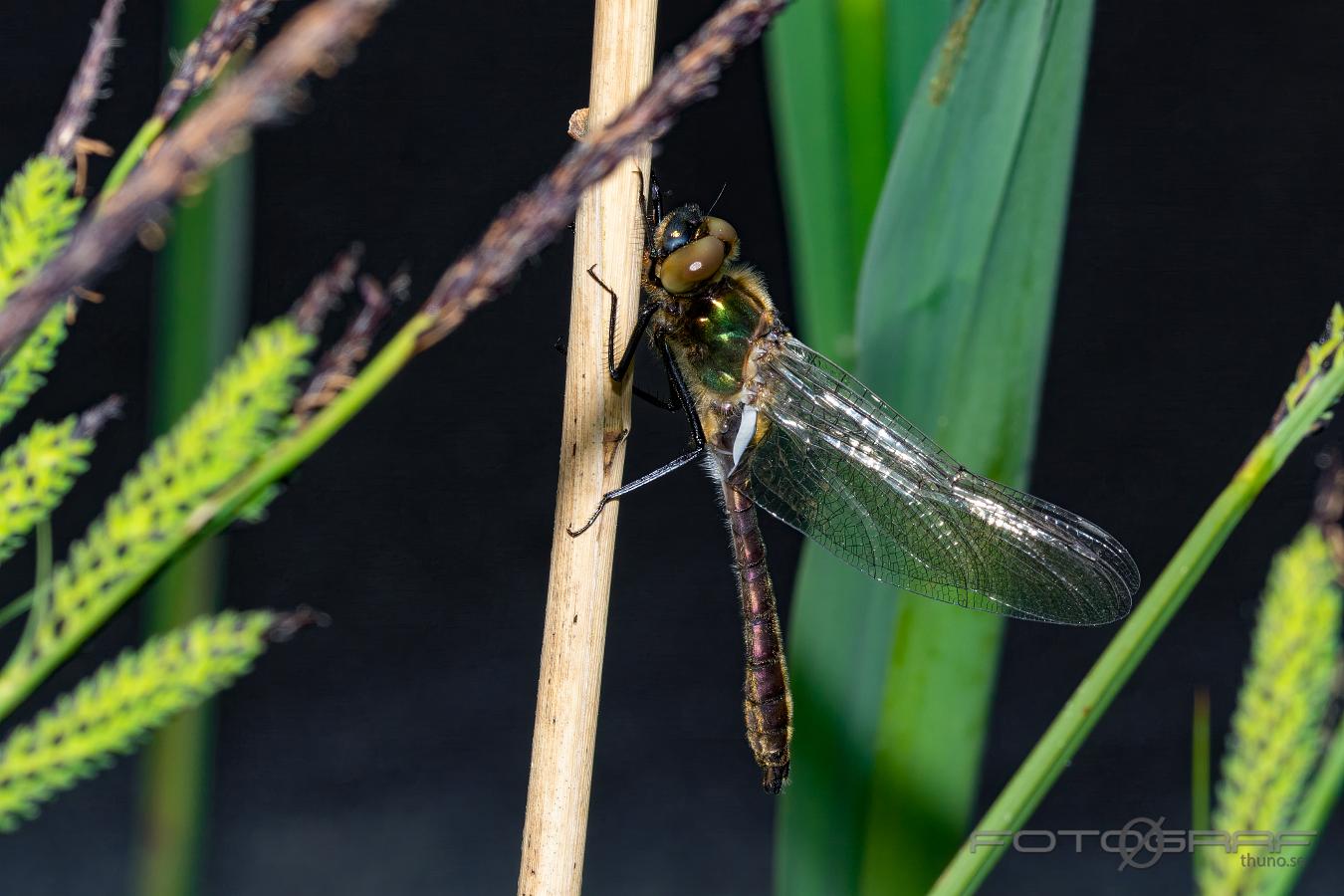 Downy emerald dragonfly (Guldtrollslända) Cordulia aenea