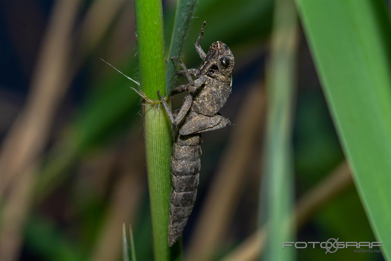 Dragonfly larva shell (Trollslända larvskal) 