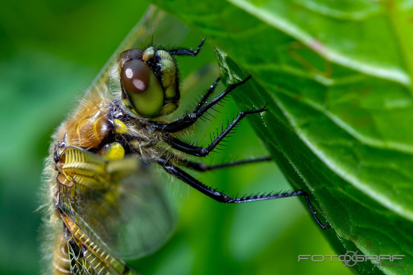 Four-spotted Chaser (Fyrfläckad trollslända) Libellula quadrimaculata