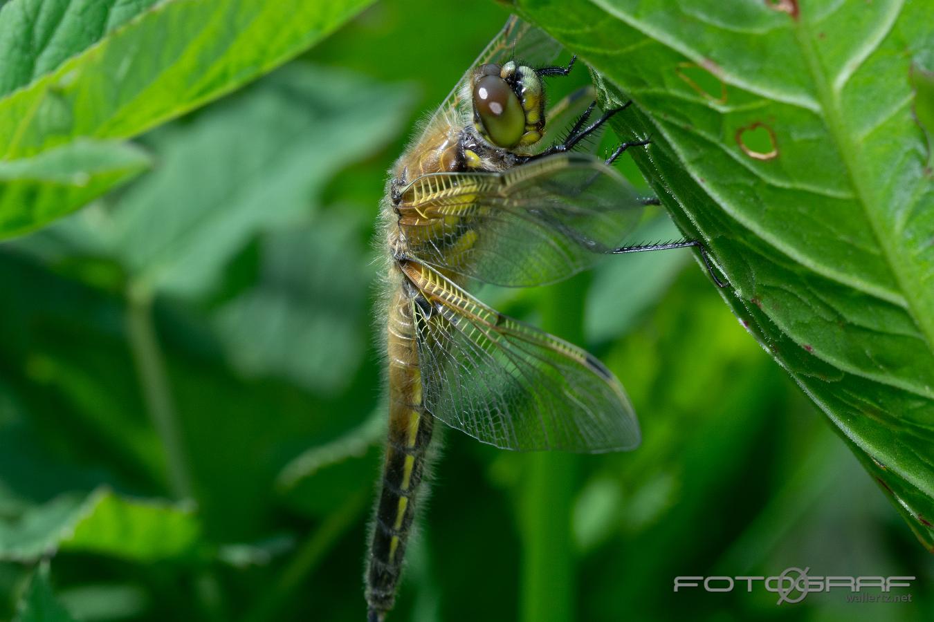 Four-spotted Chaser (Fyrfläckad trollslända) Libellula quadrimaculata