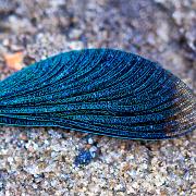 Banded demoiselle, male