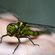 Blue hawker