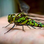 Blue hawker