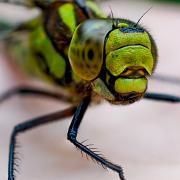 Blue hawker