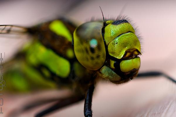 Blue hawker