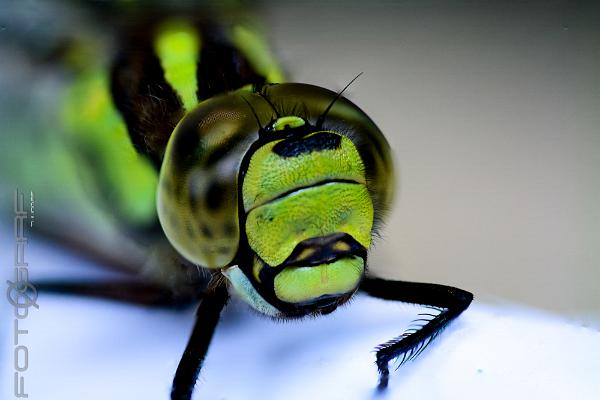 Blue hawker