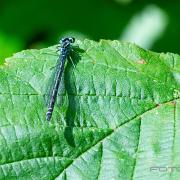 Damselfly