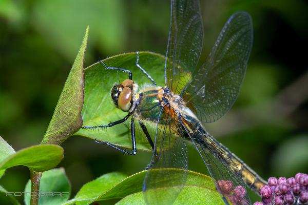 Downy emerald