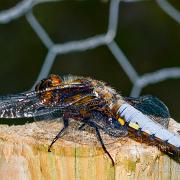 Broad-bodied Chaser (Bred Trollslända)