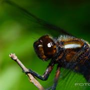 Broad-bodied Chaser (Bred Trollslända)