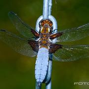 Broad-bodied Chaser (Bred Trollslända)