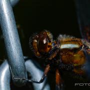 Broad-bodied Chaser (Bred Trollslända)