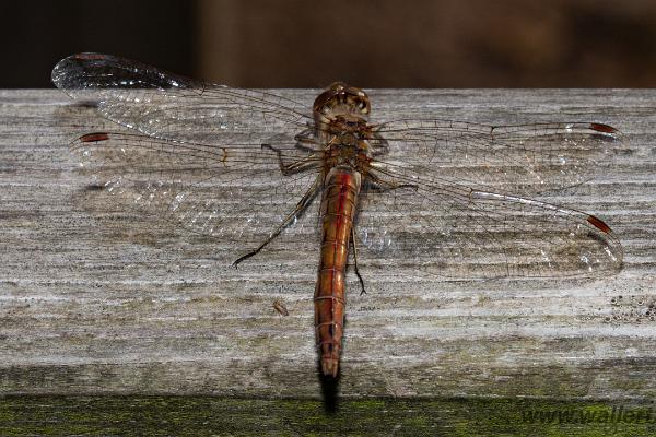 The vagrant darter (Tegelröd ängstrollslända)