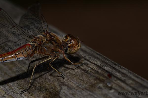 The vagrant darter (Tegelröd ängstrollslända)