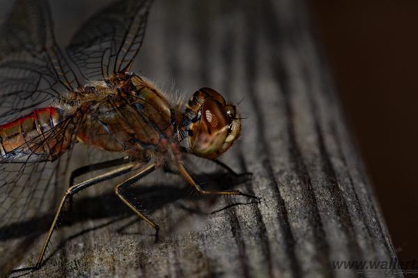 The vagrant darter (Tegelröd ängstrollslända)