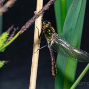 Downy emerald dragonfly (Guldtrollslända)