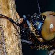 Downy emerald dragonfly (Guldtrollslända)