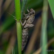 Dragonfly larva shell (Trollslända larvskal)