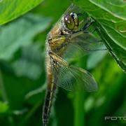 Four-spotted Chaser (Fyrfläckad trollslända)