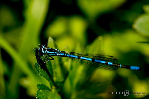 Azure Damselfly (Ljus lyrflicksländ)