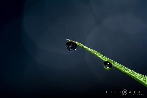 Waterdrops