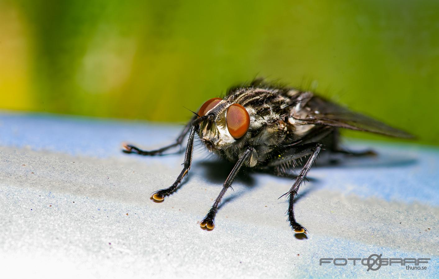 Flesh-fly (Köttfluga) 