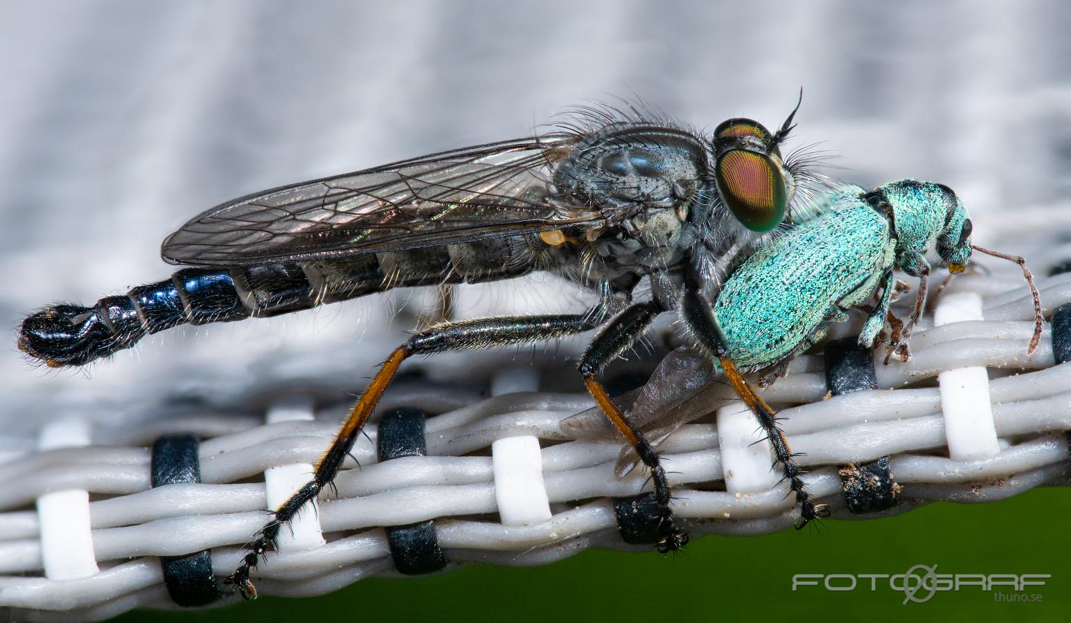 Robberyfly and Silver-green leaf weevil (Rovfluga och Silverlövvivel) Asilidae and Phyllobius argentatus