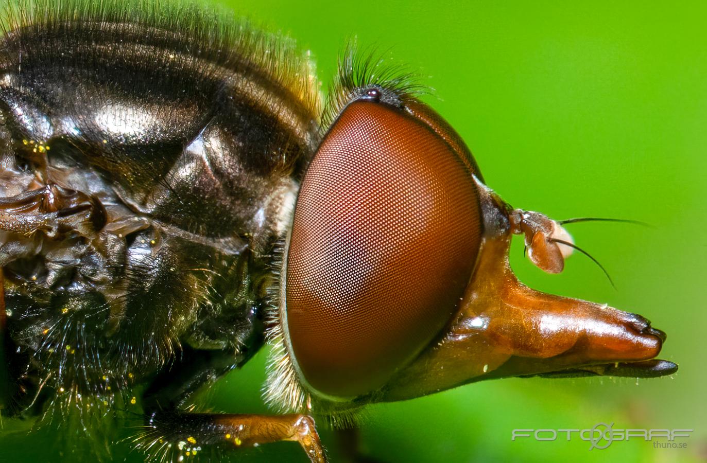 Common Snout (Ängsnäbbfluga) Rhingia campestris