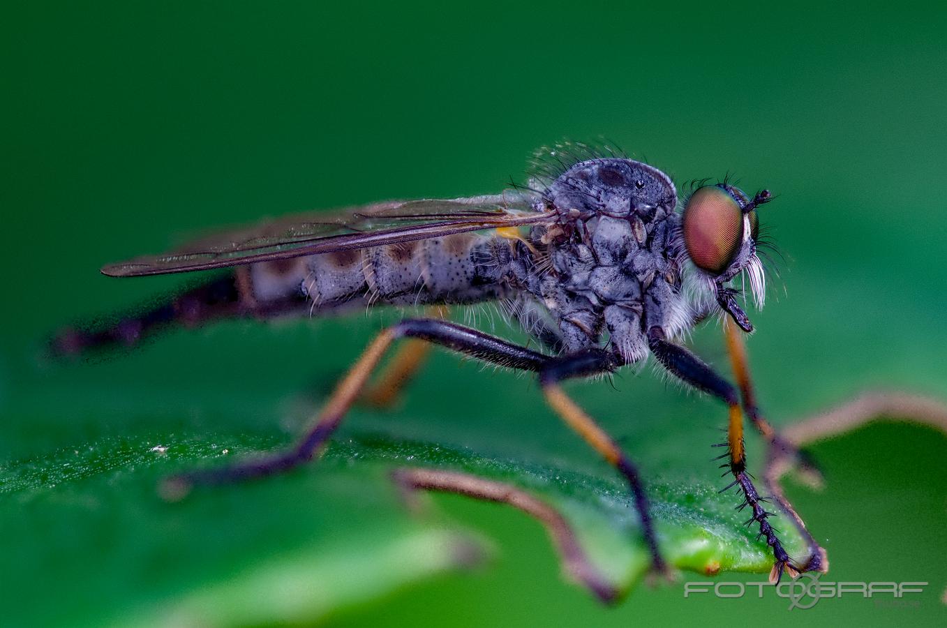 Robberyfly (Rovfluga) Asilidae