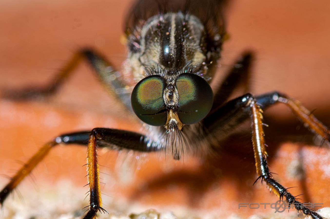 Robber Fly (Rovfluga) Asilidae