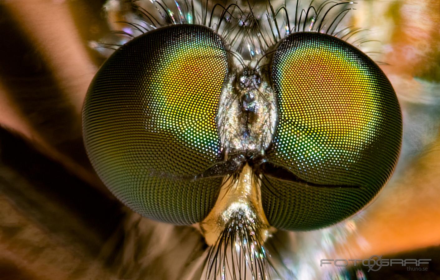 Robber Fly (Rovfluga) Asilidae