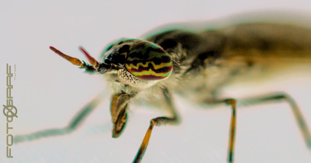 (Allmän gråbroms) Tabanus bromius