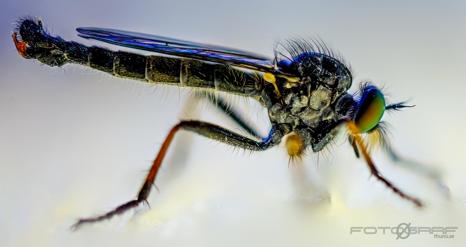 Robberyfly (Rovfluga)