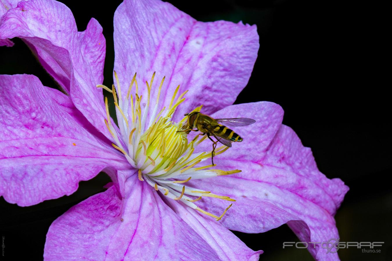 Marmalade Hoverfly ( Flyttblomfluga) Episyrphus balteatus