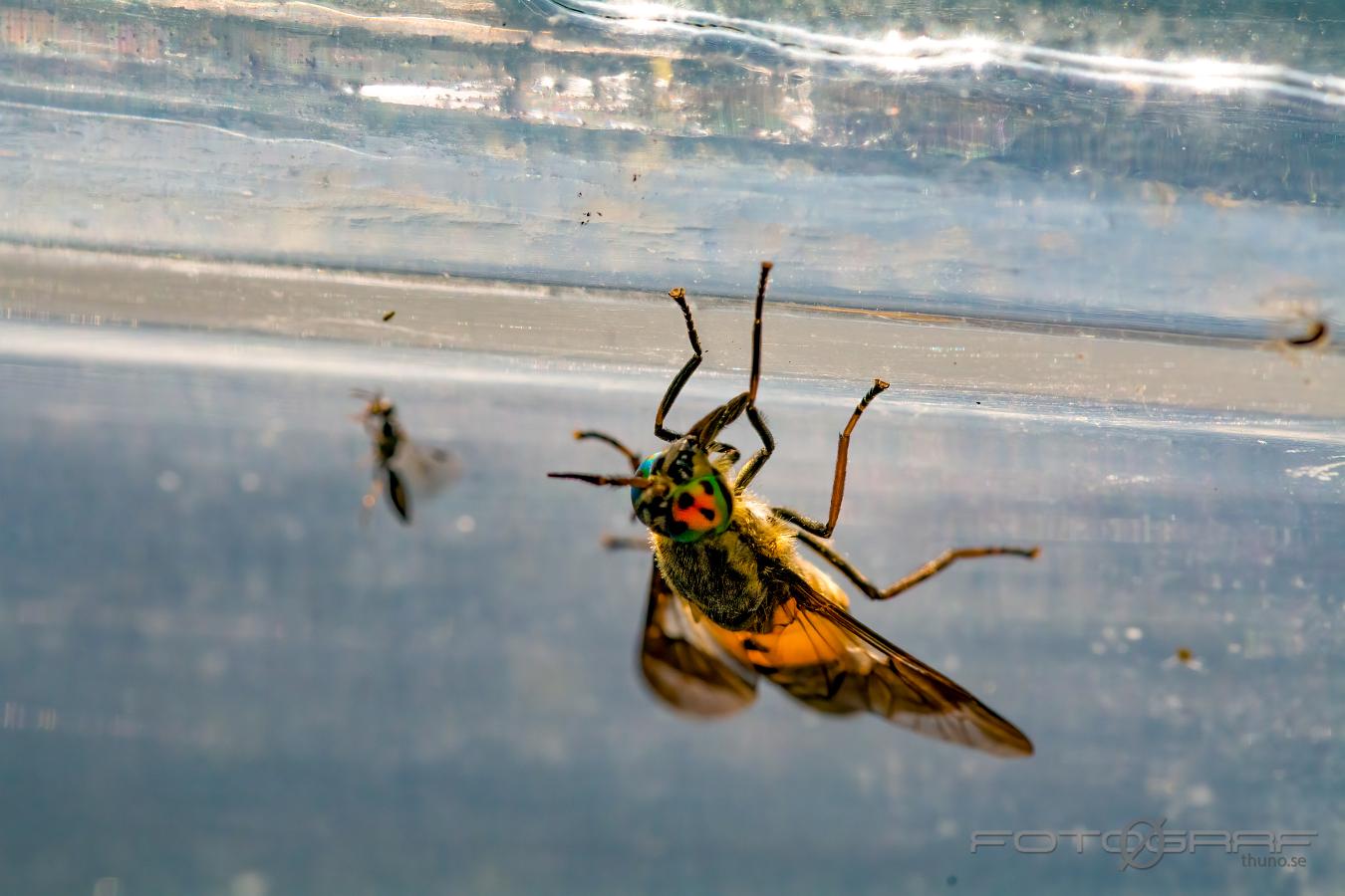 Splayed deer fly (Blindbroms) Chrysops caecutiens