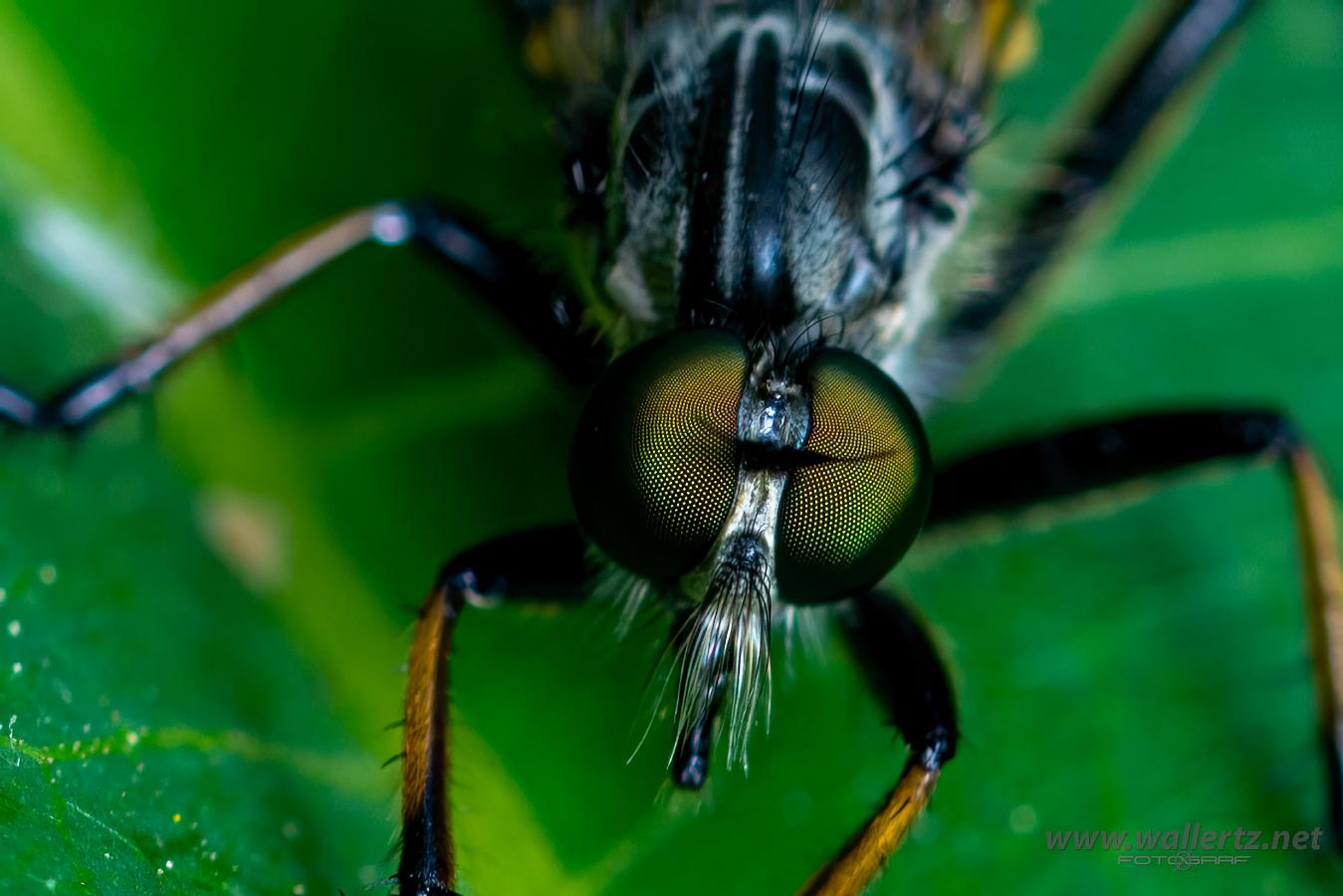 Robber fly (Rovfluga)