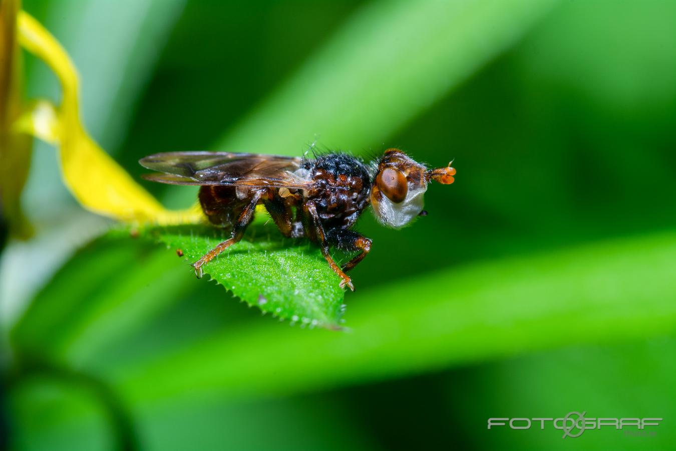 Spot-winged Spring Beegrabber Myopa tessellatipennis