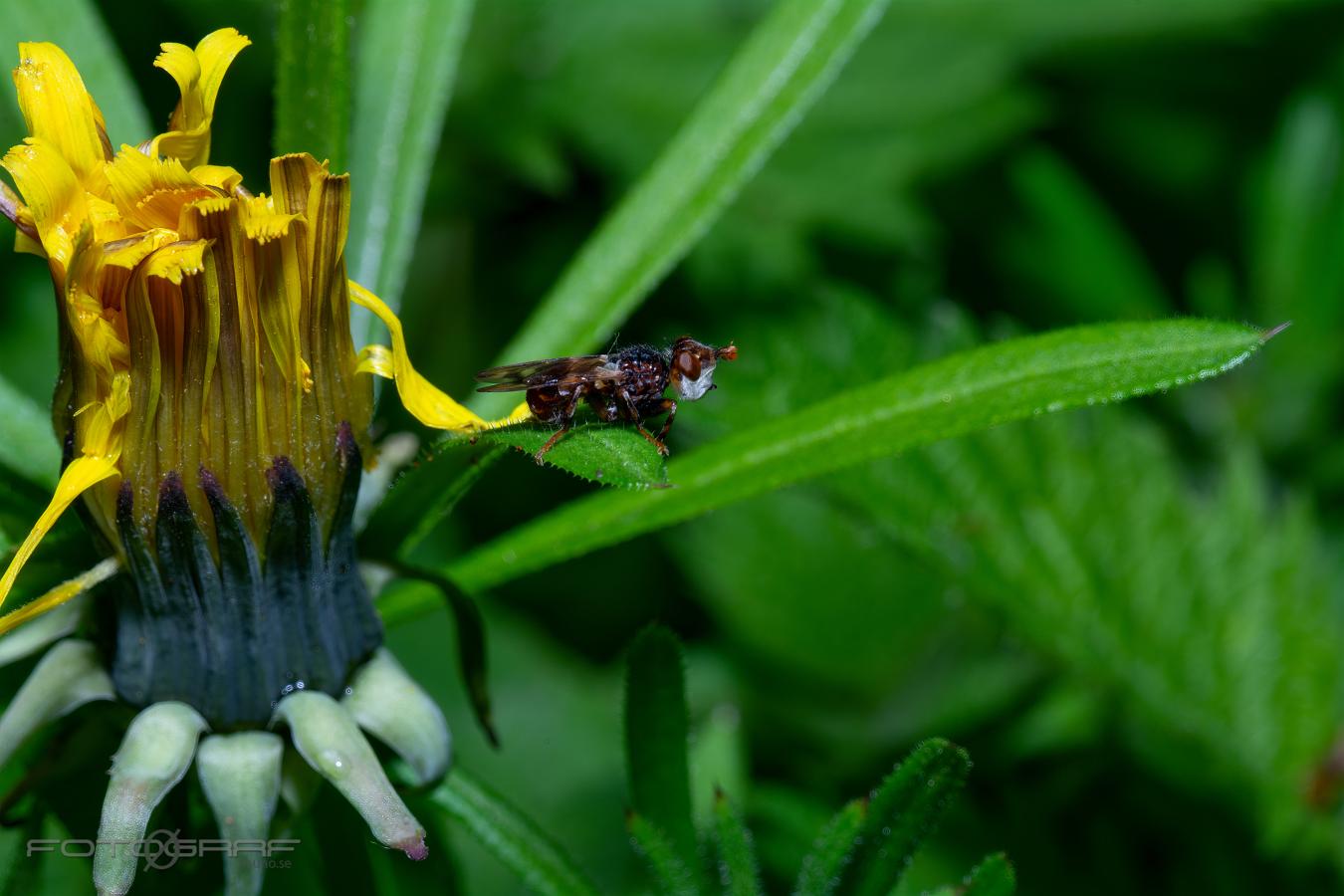 Spot-winged Spring Beegrabber) Myopa tessellatipennis