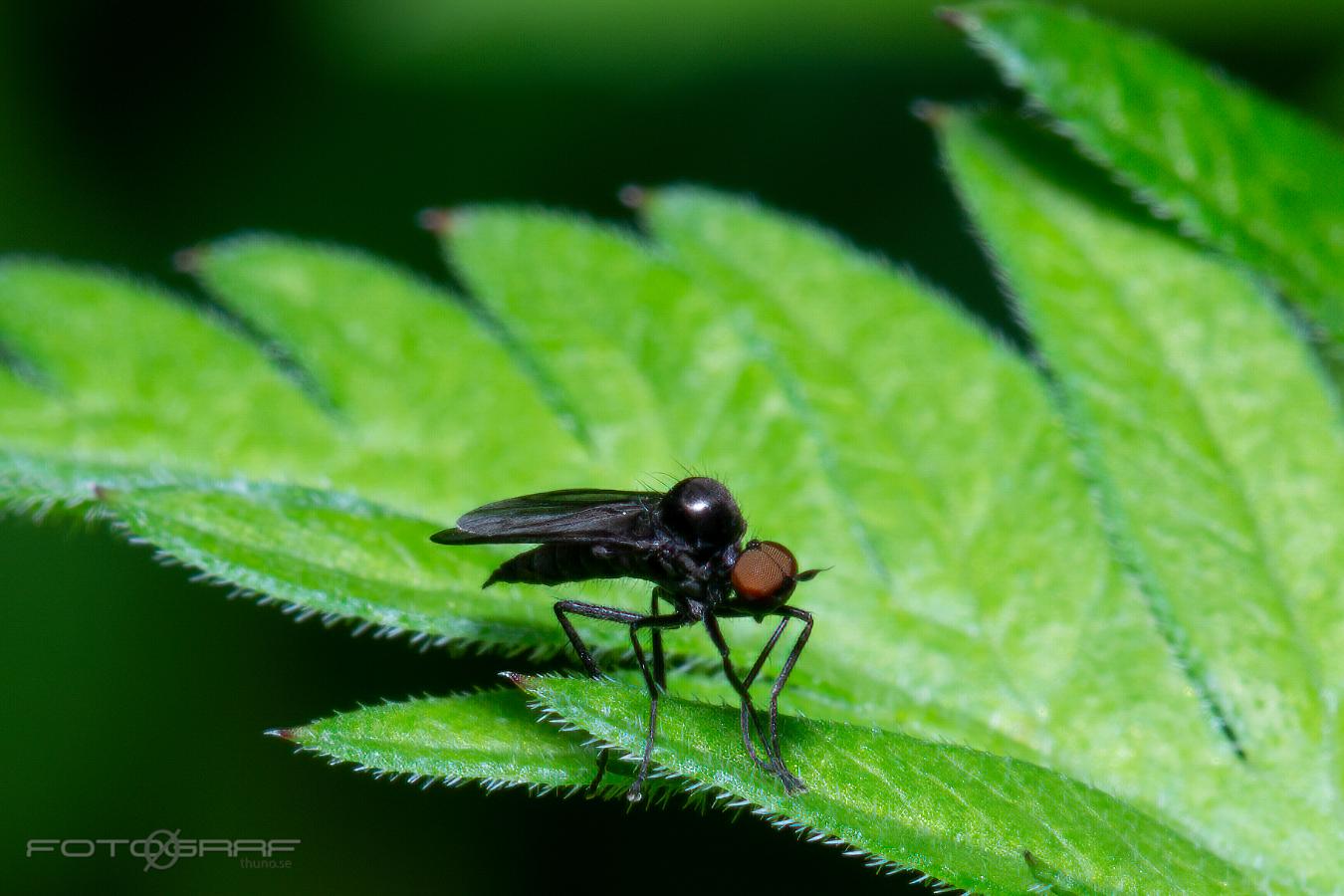 Bicellaria (Diptera: Hybotidae) Bicellaria Puckeldansfluga