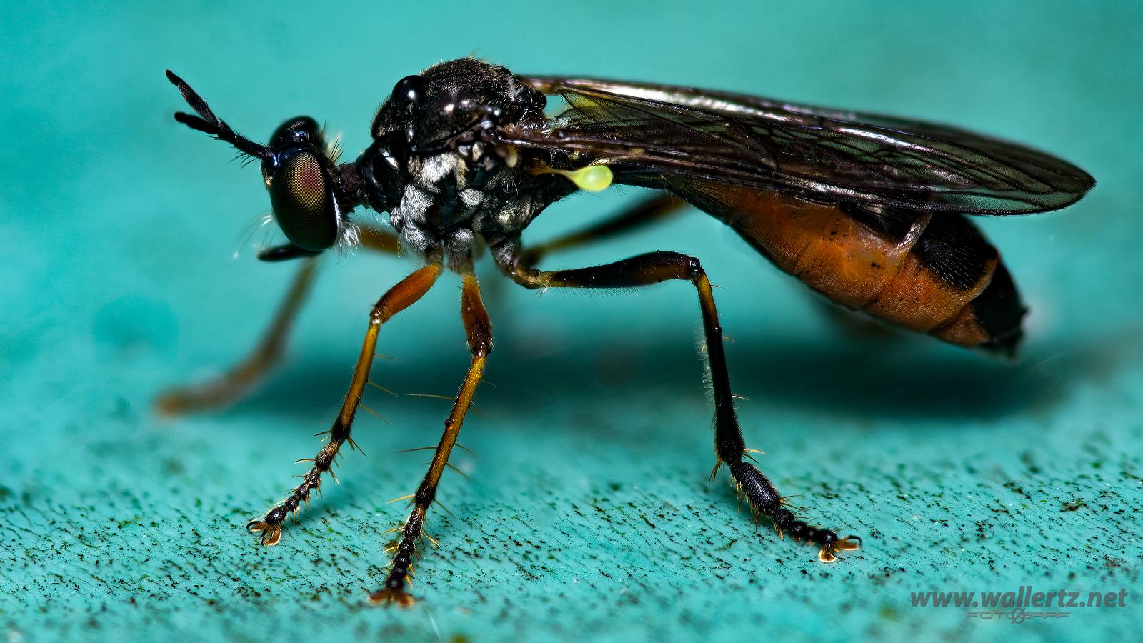 Slender robber fly (Rovfluga) Dioctria hyalipennis